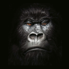 Gorilla Wallpaper icône