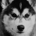 Husky dog Wallpaper icône