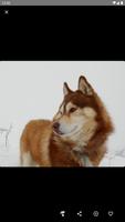 Husky dog Wallpaper capture d'écran 3