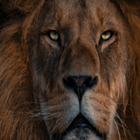 Lions Wallpaper icône