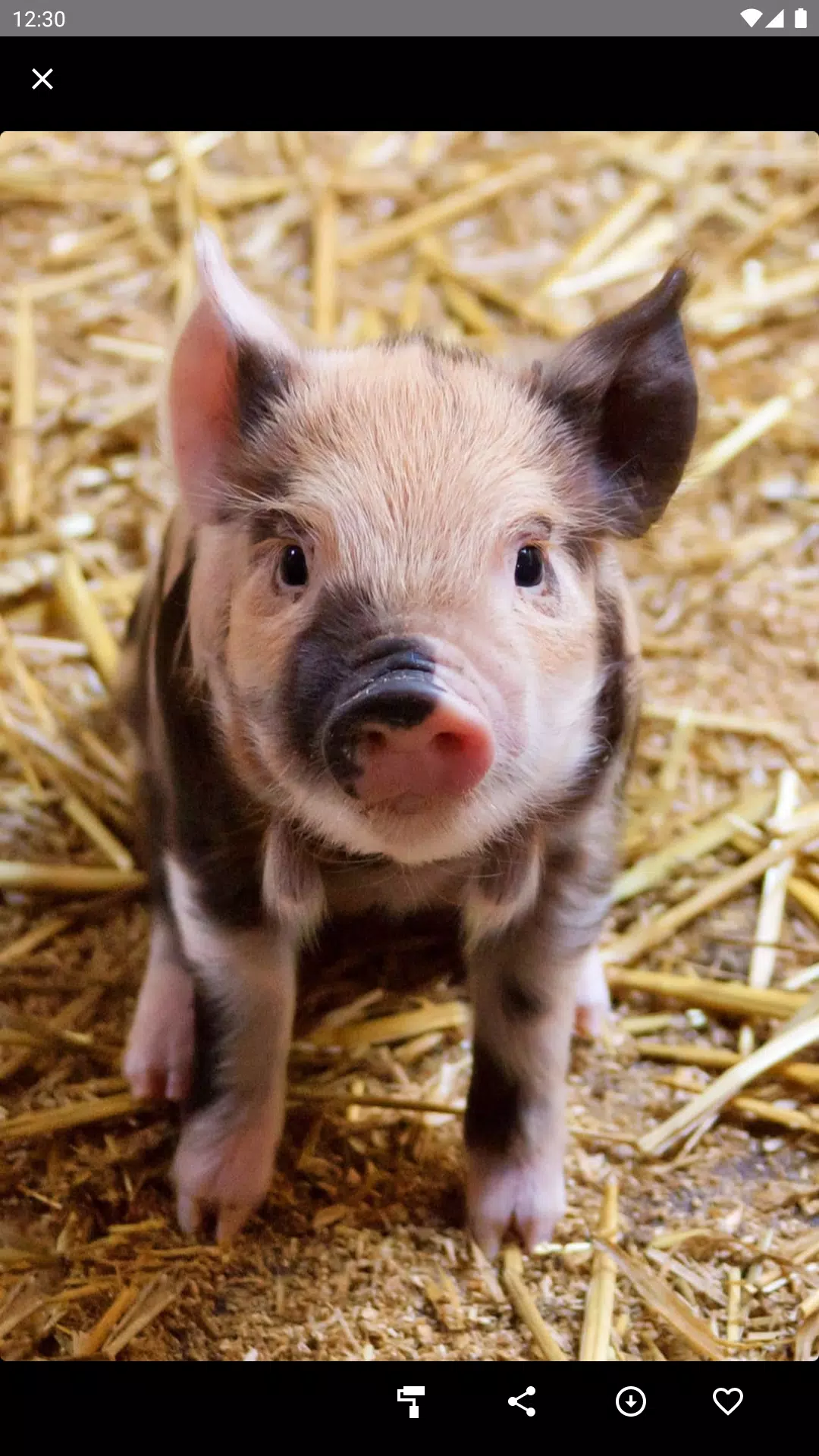 Cute Teacup Pig Wallpaper