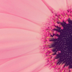 Pink Wallpaper icon