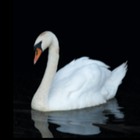 Swan Wallpaper icône
