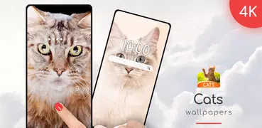 Fondos De Pantalla De Gatos