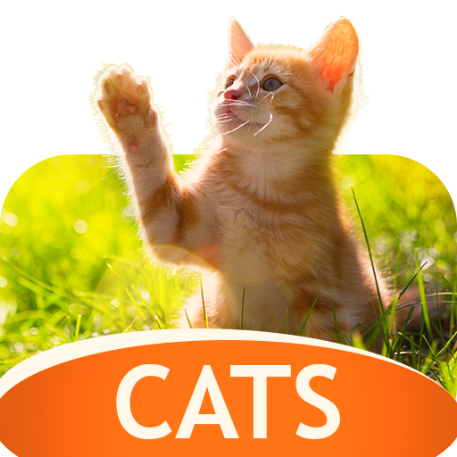 無料で壁紙 猫 Apkアプリの最新版 Apk23 11 Catsをダウンロードー Android用 壁紙 猫 Apk の最新バージョンをインストール Apkfab Com Jp