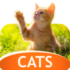 Cats Wallpapers in 4K icon
