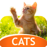 Fonds d'écran de chats en 4K icône