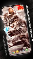 Fonds d'écran de chats en 4K Affiche
