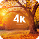 Fondos de otoño en 4K APK