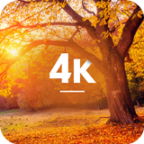 Fonds d'écran d'automne en 4K icône