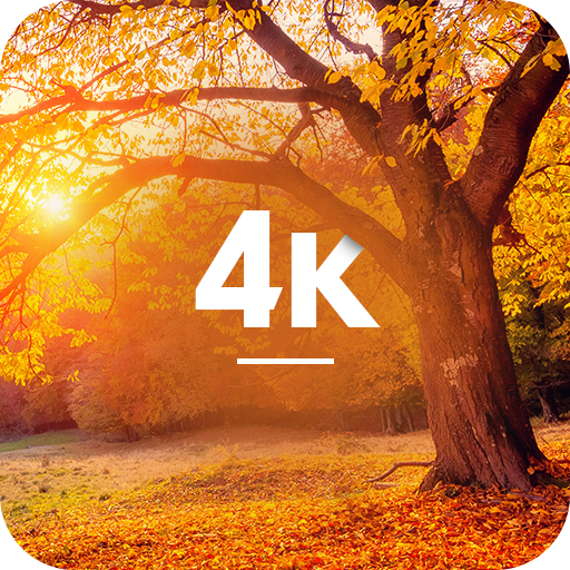 Fondos de otoño en 4K