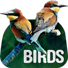 Fondos de aves en 4K icono