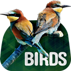 Birds Wallpapers in 4K آئیکن