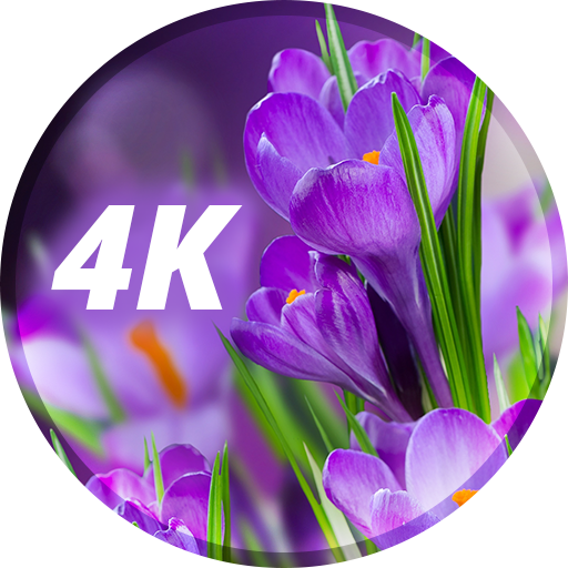 4Kの花の壁紙