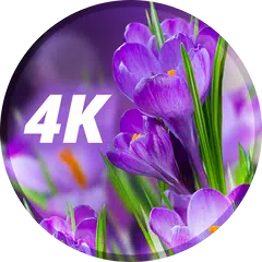 Flowers Wallpapers in 4K Icon