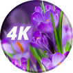 Papéis de flores em 4K