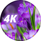 Hình nền hoa ở 4K biểu tượng