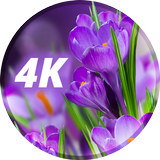 Fonds d'écran de fleurs en 4K icône
