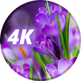 Fonds d'écran de fleurs en 4K