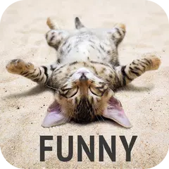 Funny wallpapers APK download