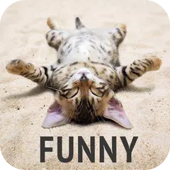 Funny wallpapers Icon