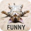 Funny wallpapers
