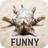 Funny wallpapers ไอคอน