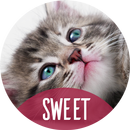 可愛的動物壁紙 APK