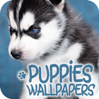 ikon Wallpaper Anak Anjing dalam 4K