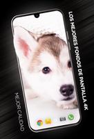 Fondos de cachorros en 4K Poster