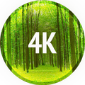 Wallpaper with trees