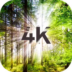 4Kの木の壁紙 アプリダウンロード