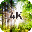Sfondi di alberi in 4K