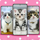 ikon Cat Wallpapers Cute