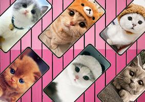Cat Wallpapers Cute poster