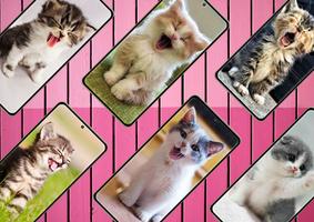 Cat Wallpapers Cute screenshot 1