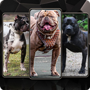 Pitbull Wallpaper APK