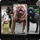 Pitbull Wallpaper ikon