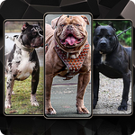 Pitbull Wallpaper icon