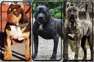 Pitbull Wallpaper syot layar 3