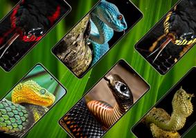 Snake Wallpaper screenshot 2