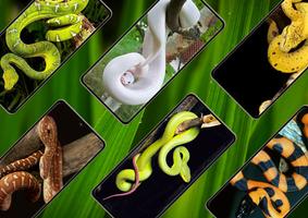 Snake Wallpaper screenshot 3