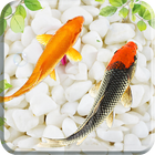 Fish Live Wallpaper icon