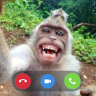 Funny Monkey Prank Video Call icône