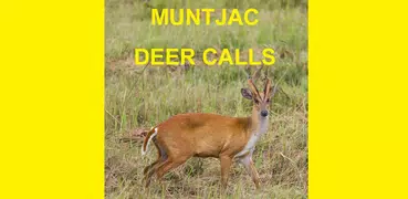 Muntjac Deer Calls