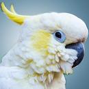 Cockatoo Sounds - Cockatoo Bird Sounds - Bird Song APK