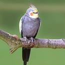 Cockatiel Sounds - Cockatiel Bird Sounds - Bird APK