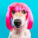 Dog Sounds – Dog Sounds Free - Dog Noises APK