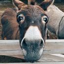 Donkey Sound - Donkey Sounds - Sonidos de Burros APK
