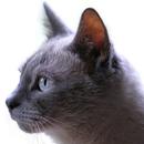 Feline sounds & Feline Meows cat sounds app APK